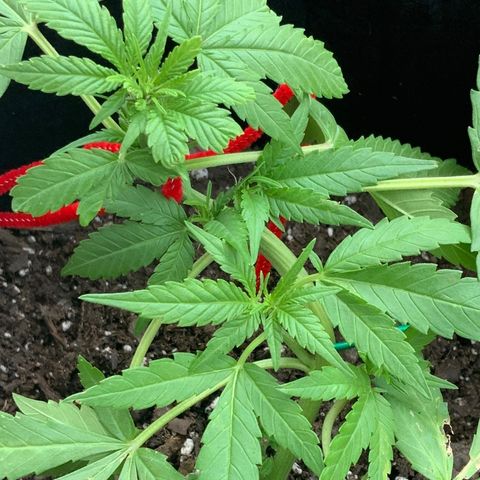 Gorilla Glue 2 7/25 growlog photo: 7p
Pre-F