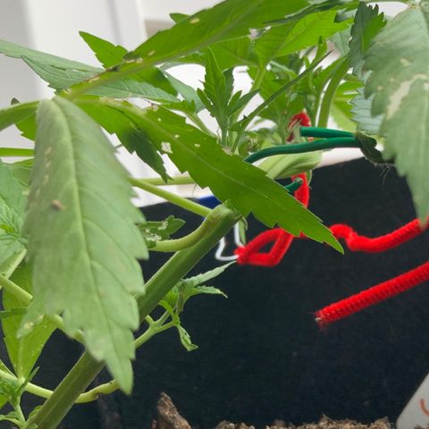 Gorilla Glue 2 7/25 growlog photo: 7p
Pre-F
