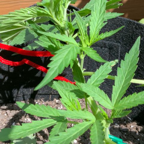 Bruce Banner 7/22 growlog photo: 11a