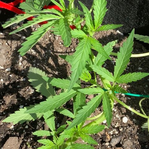 Bruce Banner 7/22 growlog photo: 11a