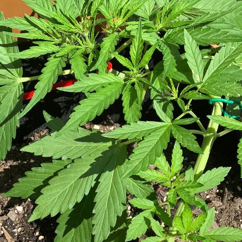 Gorilla Glue 1 7/23 growlog photo: 11a
Pre-flower day 3