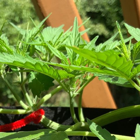 Gorilla Glue 1 7/23 growlog photo: 11a
Pre-flower day 3