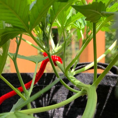 White Widow 7/25 growlog photo: 11a