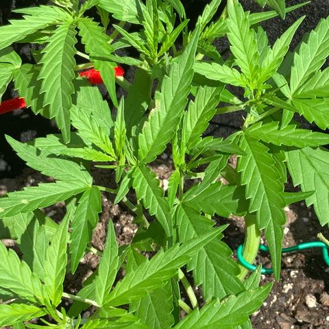 White Widow 7/25 growlog photo: 11a