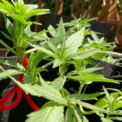 Gorilla Glue 2 7/25 growlog photo: 11a
Pre-flower day 2
