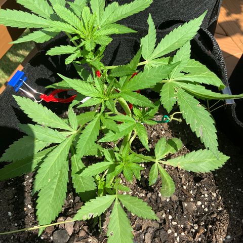 Gorilla Glue 2 7/25 growlog photo: 11a
Pre-flower day 2
