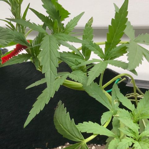 Bruce Banner 7/22 growlog photo: 6p