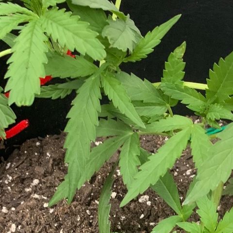 Bruce Banner 7/22 growlog photo: 6p