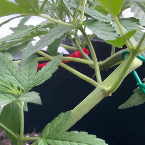Gorilla Glue 1 7/23 growlog photo: 6p