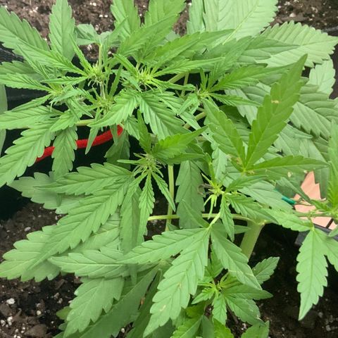 Gorilla Glue 1 7/23 growlog photo: 6p