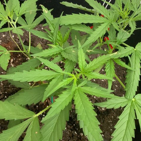 White Widow 7/25 growlog photo: 6p