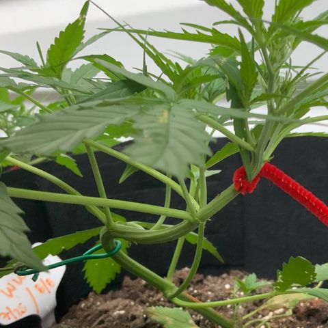 White Widow 7/25 growlog photo: 6p
