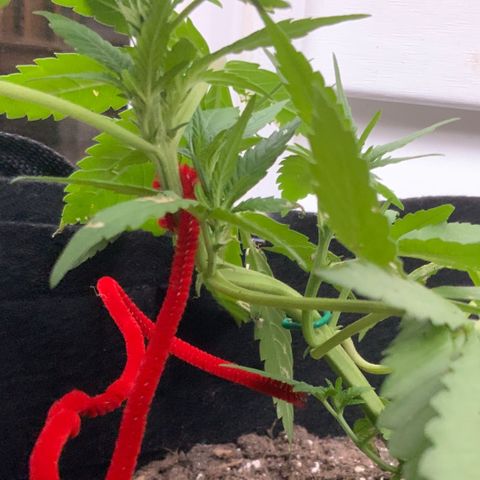Gorilla Glue 2 7/25 growlog photo: 6p
Pre-flower 