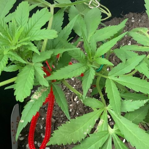Gorilla Glue 2 7/25 growlog photo: 6p