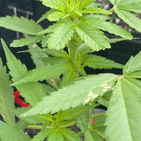 Bruce Banner 7/22 growlog photo: 8a
Pre-flower day 1