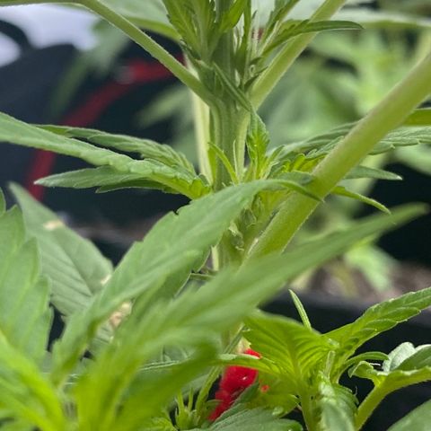 Bruce Banner 7/22 growlog photo: 8a
Pre-flower day 1