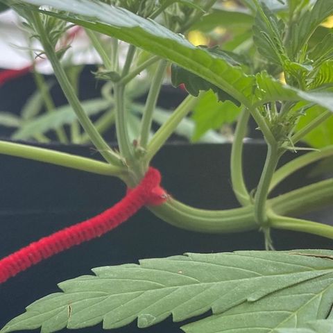 Gorilla Glue 1 7/23 growlog photo: 8a Pre-flower day 6