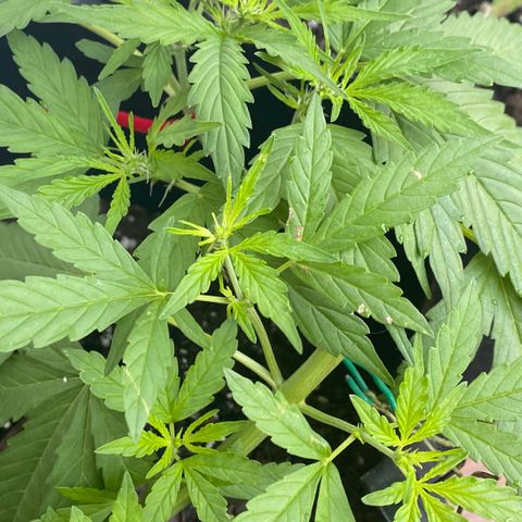 Gorilla Glue 1 7/23 growlog photo: 8a Pre-flower day 6