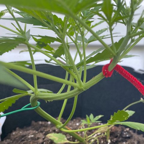White Widow 7/25 growlog photo: 8a