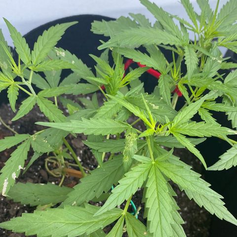 White Widow 7/25 growlog photo: 8a