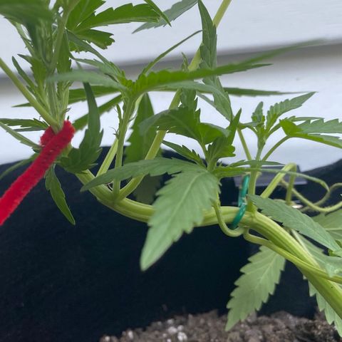 Gorilla Glue 2 7/25 growlog photo: 8a