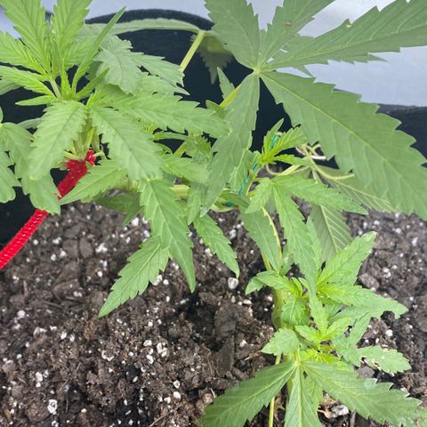 Gorilla Glue 2 7/25 growlog photo: 8a