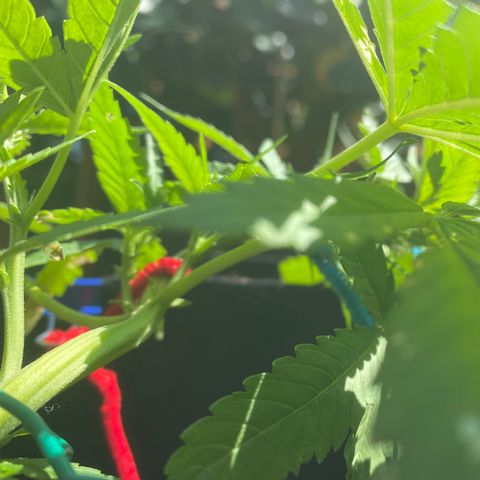 Bruce Banner 7/22 growlog photo: 3rd LST
Blue 