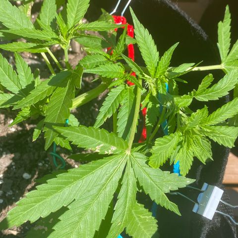 Bruce Banner 7/22 growlog photo: 3rd LST
Blue 