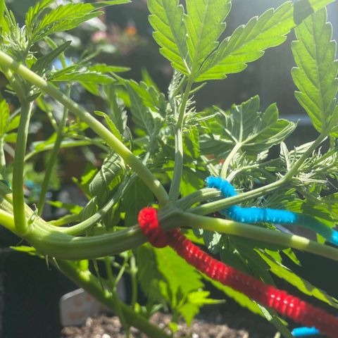 Gorilla Glue 1 7/23 growlog photo: 3rd LST
Blue 