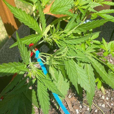 Gorilla Glue 1 7/23 growlog photo: 3rd LST
Blue 