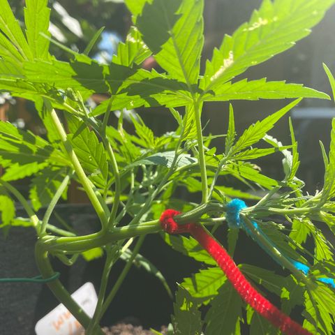White Widow 7/25 growlog photo: 3rd LST
Blue 