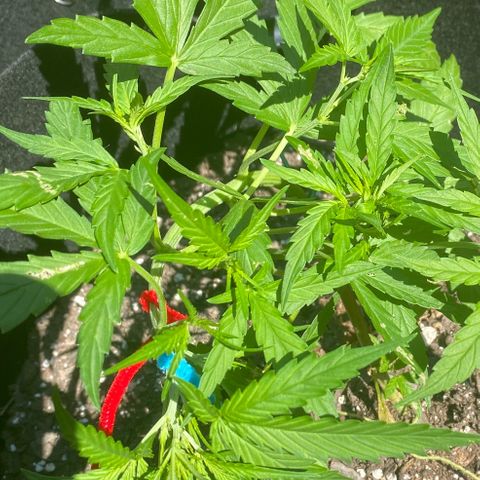 White Widow 7/25 growlog photo: 3rd LST
Blue 