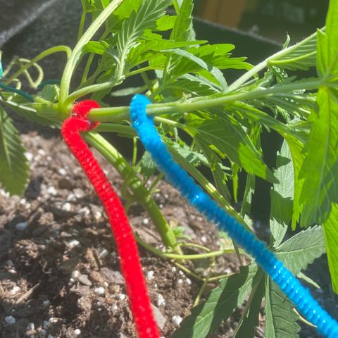 Gorilla Glue 2 7/25 growlog photo: 3rd LST
Blue 