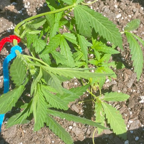 Gorilla Glue 2 7/25 growlog photo: 3rd LST
Blue 