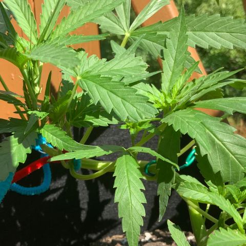 Bruce Banner 7/22 growlog photo: 11a