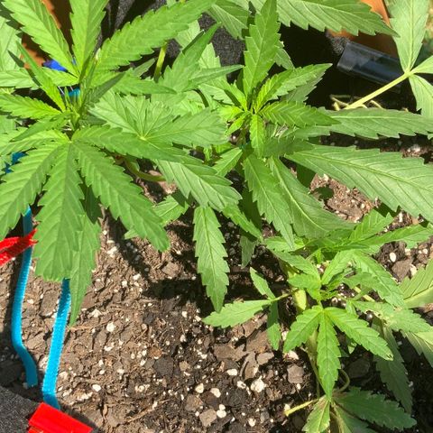 Bruce Banner 7/22 growlog photo: 11a