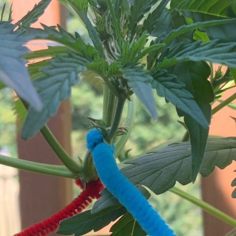 Gorilla Glue 1 7/23 growlog photo: 11a