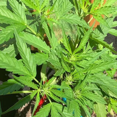 Gorilla Glue 1 7/23 growlog photo: 11a