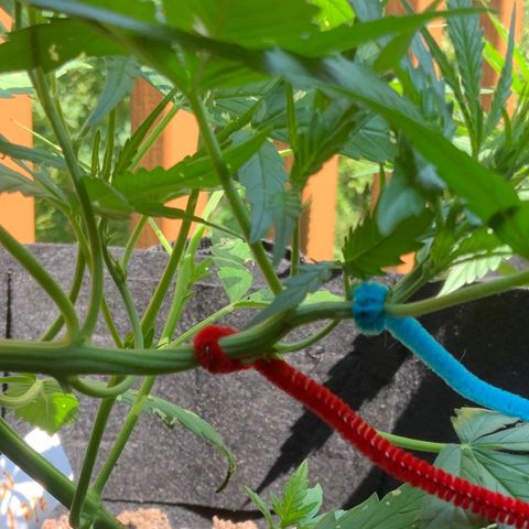 White Widow 7/25 growlog photo: 11a