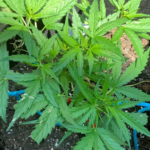 White Widow 7/25 growlog photo: 11a