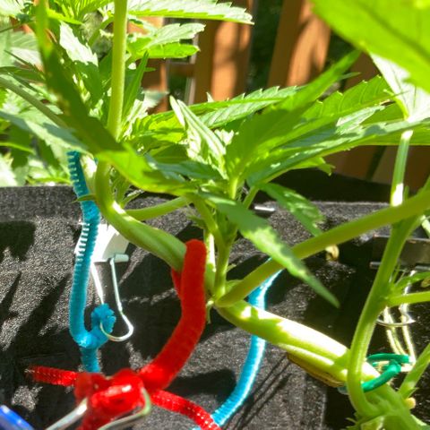 Gorilla Glue 2 7/25 growlog photo: 11a