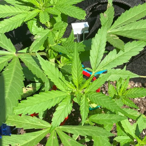 Gorilla Glue 2 7/25 growlog photo: 11a