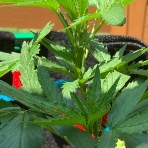 Bruce Banner 7/22 growlog photo: 130p