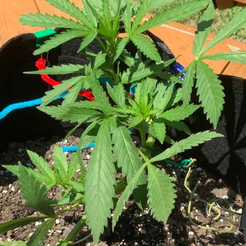 Bruce Banner 7/22 growlog photo: 130p
