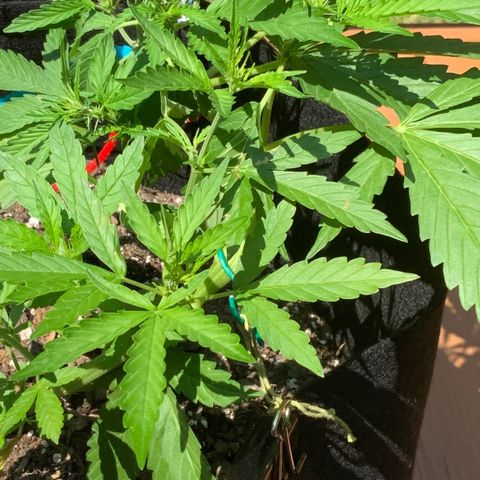 Gorilla Glue 1 7/23 growlog photo: 130p