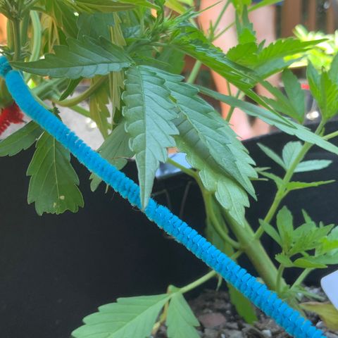 Gorilla Glue 1 7/23 growlog photo: 130p