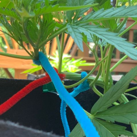 White Widow 7/25 growlog photo: 130p