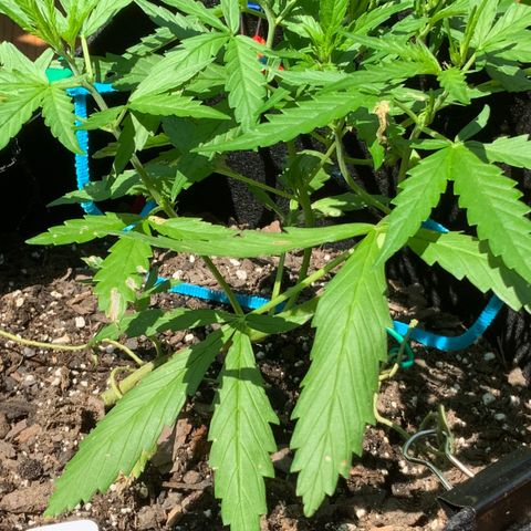 White Widow 7/25 growlog photo: 130p