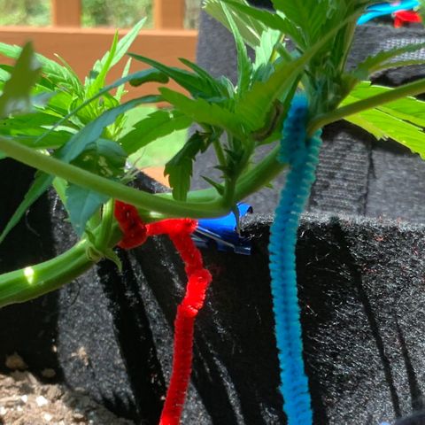 Gorilla Glue 2 7/25 growlog photo: 130p