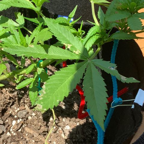Gorilla Glue 2 7/25 growlog photo: 130p